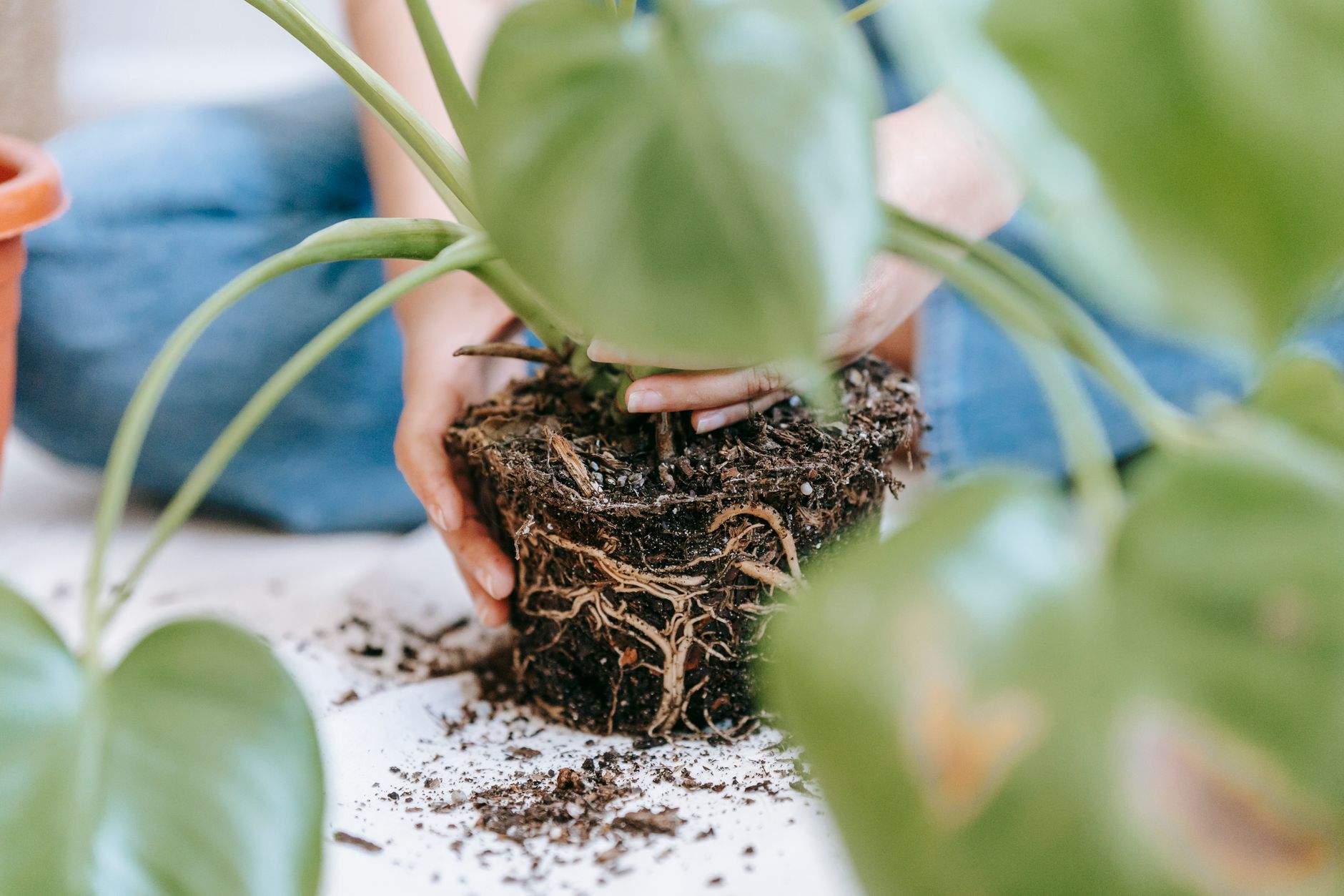 Anonymous female gardener repotting a green home plant in a pot.