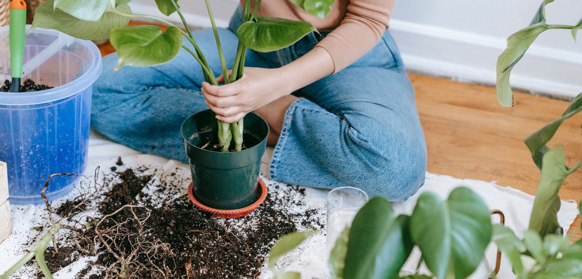 The Ultimate Guide to Repotting Snake Plants Safely