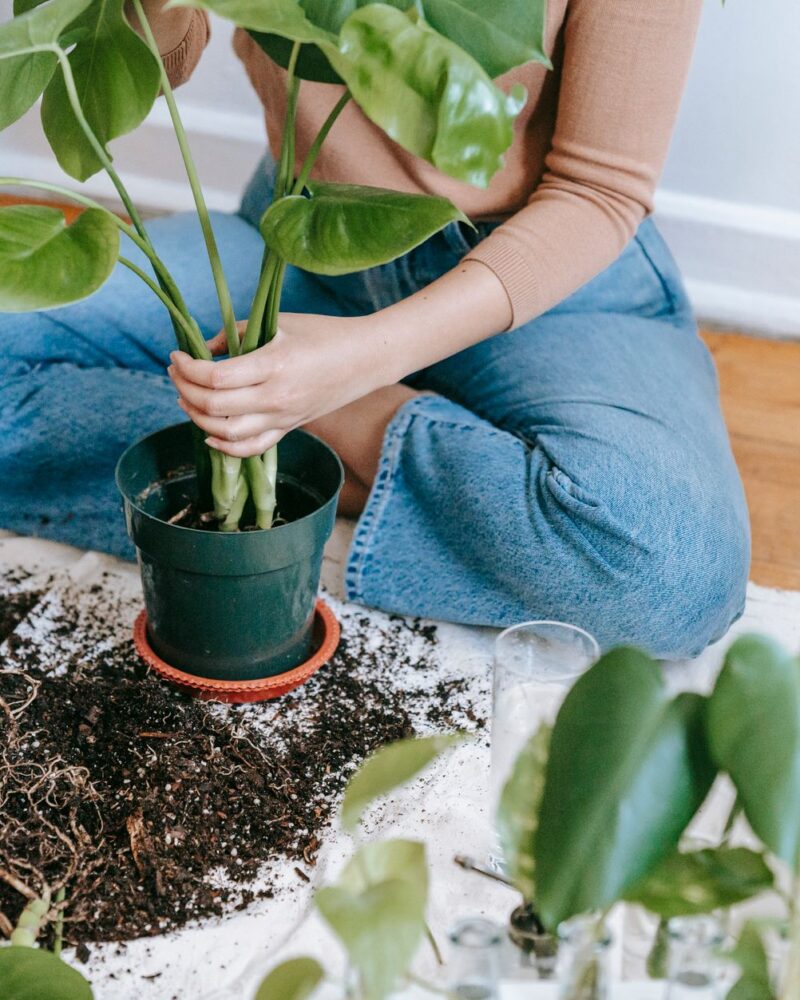 The Ultimate Guide to Repotting Snake Plants Safely